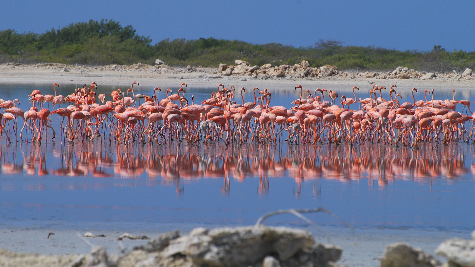 flamingi.png