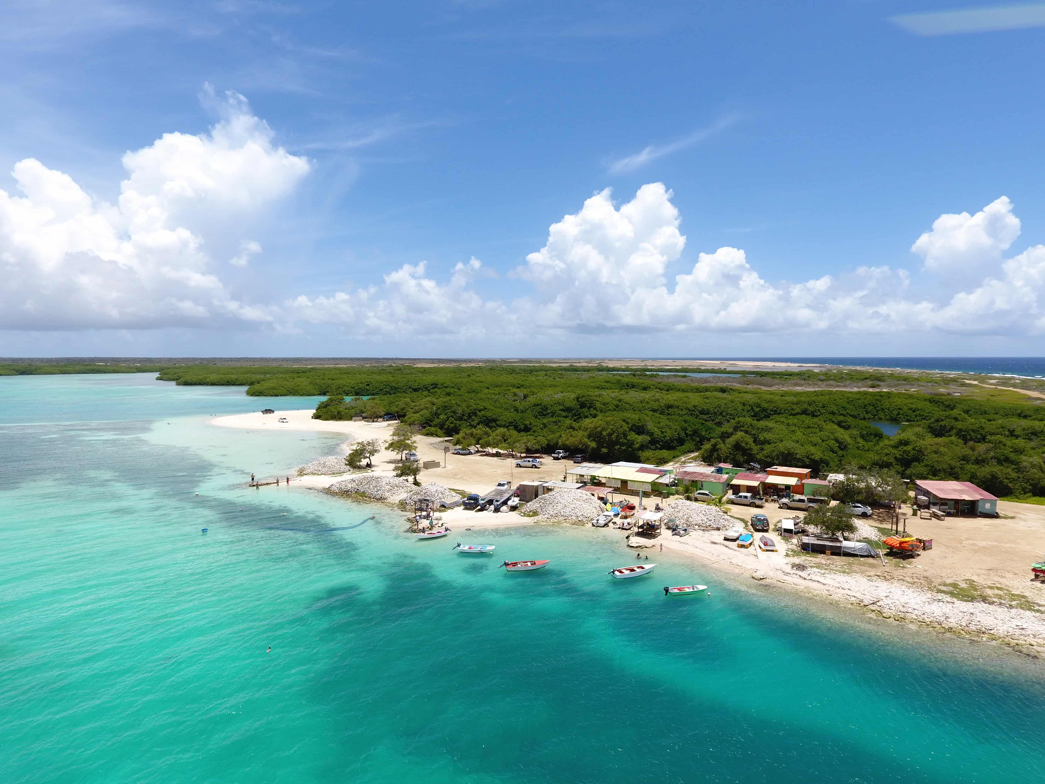 Mangrove Bonaire