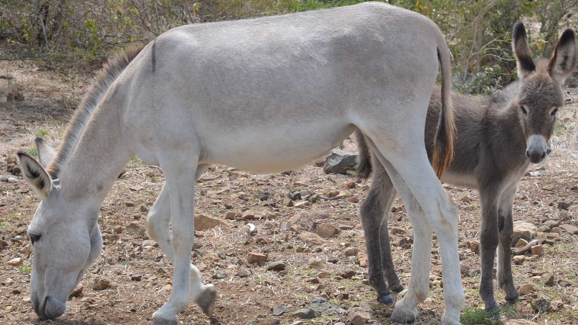 Ezel op Bonaire