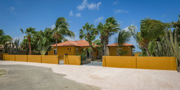Sabal Palm 73
